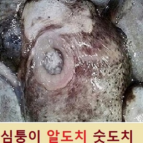 (쌍다리상회) 생물 심퉁이 알도치 (숫도치2마리) 생물, 1개, 생물 숫도치 2마리 손질까지 생물