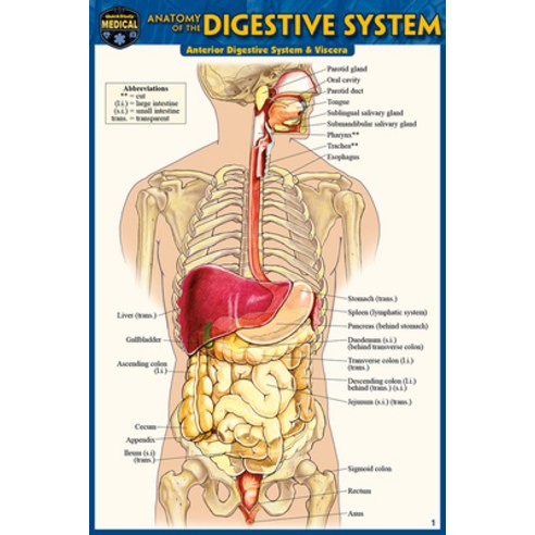 Anatomy of the Digestive System (Pocket-Sized Edition - 4x6 Inches) Other, Quickstudy Reference Guides