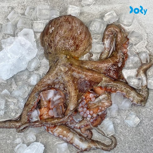 도리마켓 자연산 활 문어 1kg (1~4미) 돌문어 1개 판매 통영문어