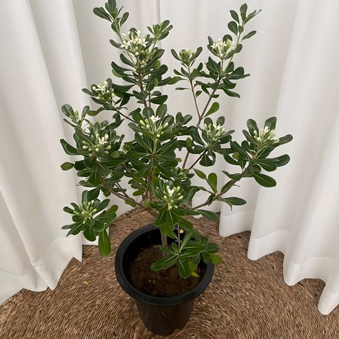 만리향: 은은한 향기로 삶을 풍요롭게, 온정원의 공기정화식물 만리향