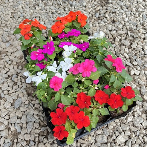 칙칙한 베란다, 생기 넘치는 나만의 정원으로! 임파첸스 꽃 키우기 도전기 임파첸스