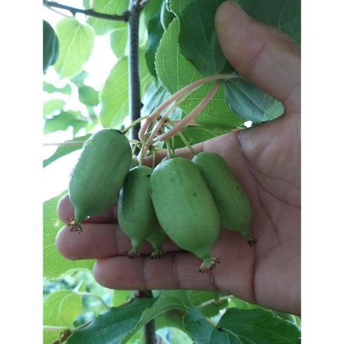 향긋한 정원의 꿈, 향수묘목농원 왕다래(용성2호)로 시작하세요! 다래묘목