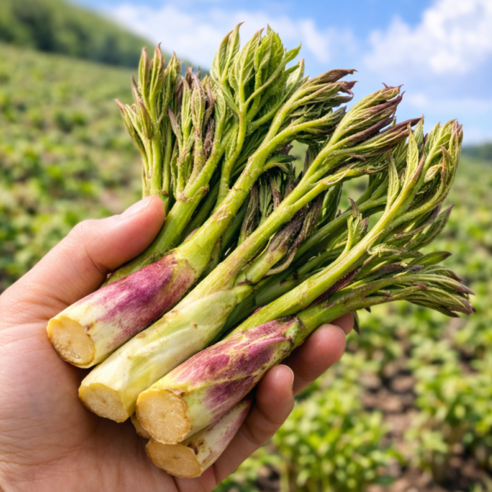 [한정초특가] 산지직송 국내산 봄나물 땅두릅
