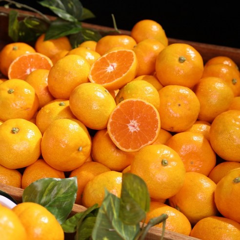 제주 하우스 노지 감귤 효돈감귤 실중량, 1박스, 1.5kg(소과/2S-S)