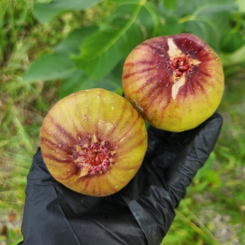 무농약 무화학 농산물 GAP인증 1kg, 1개 청무화과 무농약 무화학 농산물 GAP인증 1kg, 1개 청무화과