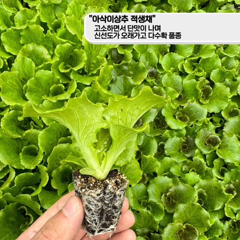 집에서 신선한 상추 키우기의 기쁨을 경험하세요.