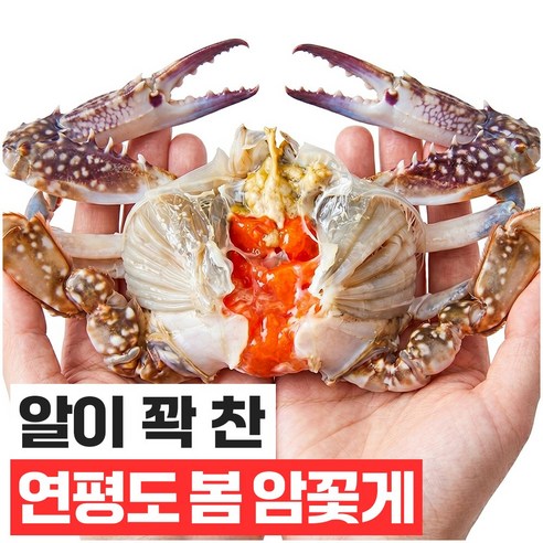 푸드지 살이꽉찬 활 꽃게 산지직송 당일새벽조업