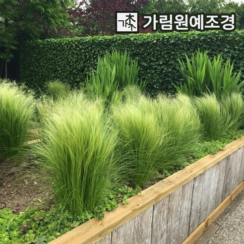 억새 그라스 가림원예조경, 은사초 3치포트(10개묶음), 1개