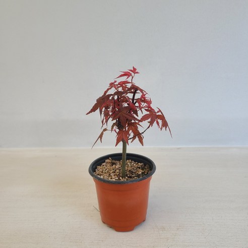 붉게 물든 싱그러움, 홍단풍 공기정화식물로 집안에 생기를 불어넣다 단풍나무