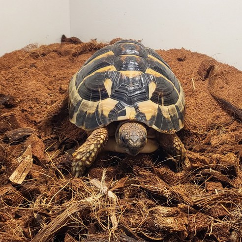 자연을 담은 포근함, 세경팜 코코넛 허스크칩으로 특별한 정원을 시작하세요.