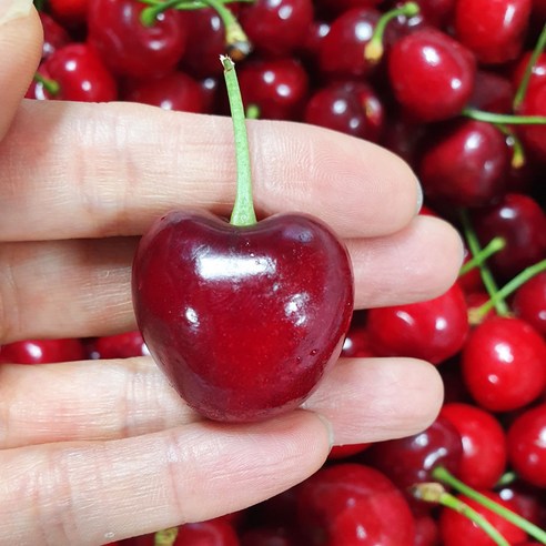 [MD추천] 프리미엄 생 체리 고당도 항공직송 체리, 1개, 생 체리 5kg (9.5R)