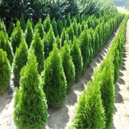 🏡 좁은 공간에도 푸르름을! 에메랄드그린으로 만드는 나만의 작은 정원 에메랄드그린