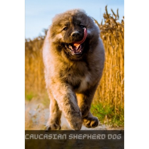 (영문도서) Caucasian Shepherd Dog: Complete breed guide Paperback, Independently Published, English, 9798547669644