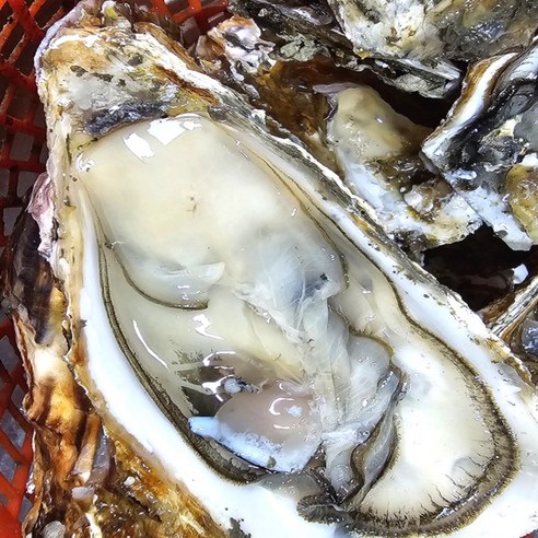 살아있는 석화로 굴의 진정한 맛을 경험하세요!