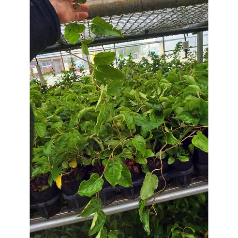 향수묘목농원 왕다래(용성2호)로 달콤한 정원을 완성하세요!