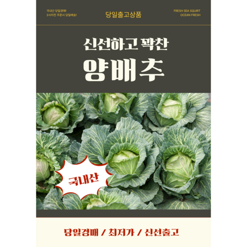 당일경매 국내산 양배추 신선한 양배추 경매후바로발송 쌈용 가정용 식재료용