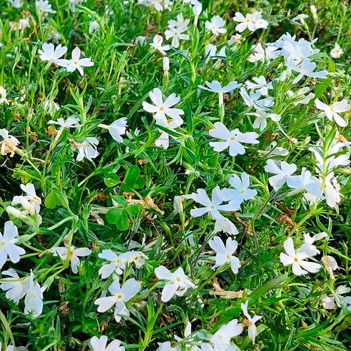 세종팜에서 제공하는 봄 야생화 모종 – 백설 흰색 꽃잔디 30개 꽃댕강