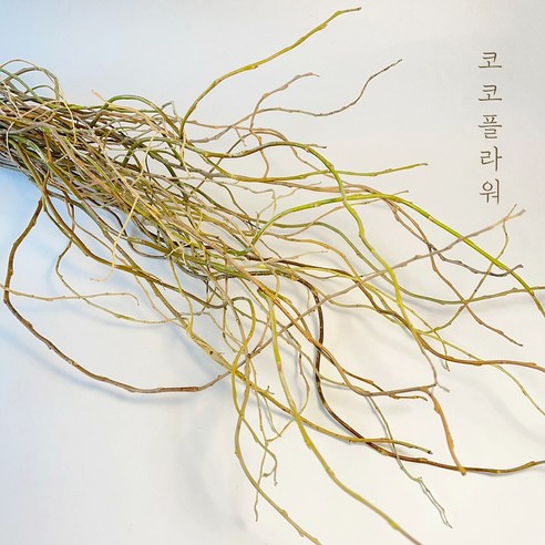 곱슬버들로 공간에 고급스러움과 고혹적인 매력을 더하세요.