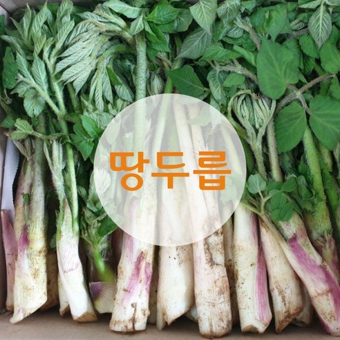 싱싱한 땅두릅 신선농장, 2kg, 1개