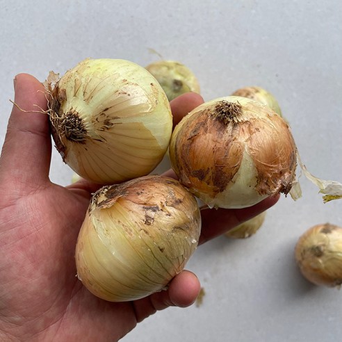 국내산 햇 양파 중사이즈, 양파5kg(중사이즈), 1개