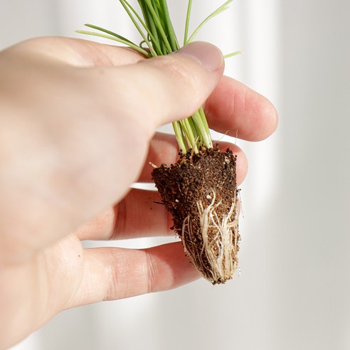 고품질 대파 모종을 이용한 간편한 정원 가꾸기