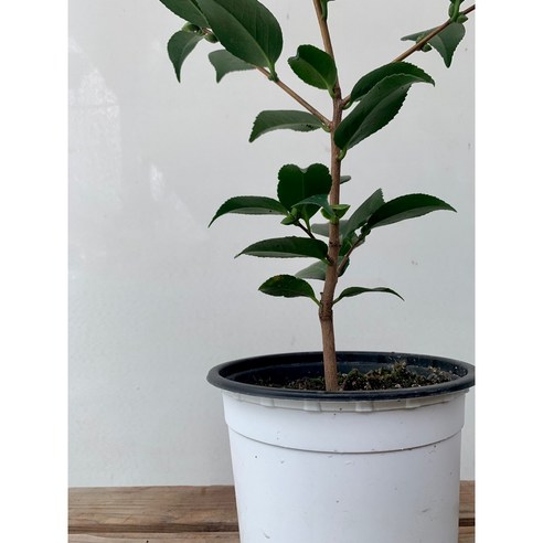 꽃을 키우고 싶은 당신에게 완벽한 선택, 아름다운 꽃과 향기로 유명한 40~60cm 서향동백나무