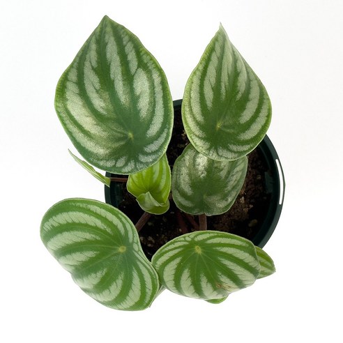 칙칙한 내 방에 생기를! 수박 닮은 싱그러운 친구, 가든온 수박페페로미아 페페로미아