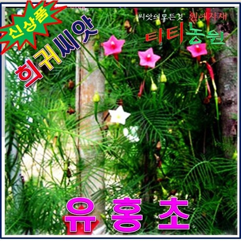 야생화/새깃유홍초-빨강 /씨앗5립, 1개