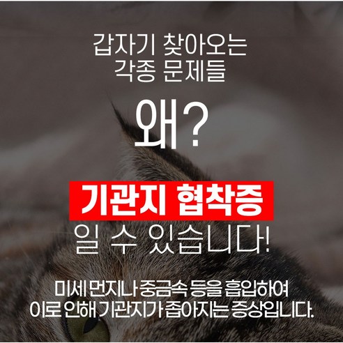 강아지 브레스 기도협착 호흡기 보조제