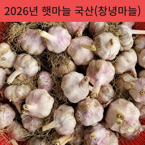 26년 국산 창녕 햇마늘 직접재배 산지직송 통마늘 저장 장아찌 마늘 대크기 3kg 5kg 10kg