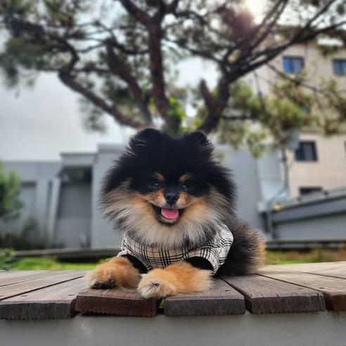 체크체크맨투맨티셔츠 국내 자체제작! 강아지 고양이 옷 티셔츠 실내복 올인원 반려견 중형견 대형견 XS-XL, 블랙, 1개