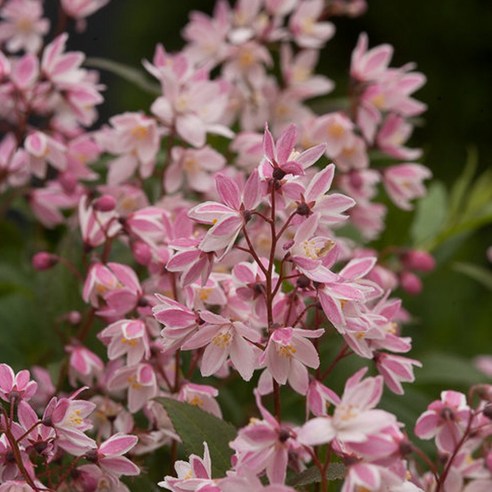 봄을 알리는 사랑스러운 속삭임, 분홍 말발도리나무 (유키 체리 블라썸)