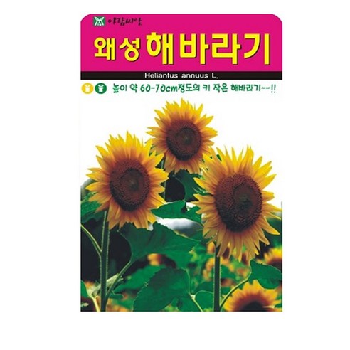 왜성 해바라기 씨앗, 1개