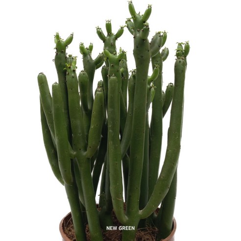 앙증맞은 연필선인장 화분으로 당신의 공간에 작은 행복을 더하세요.