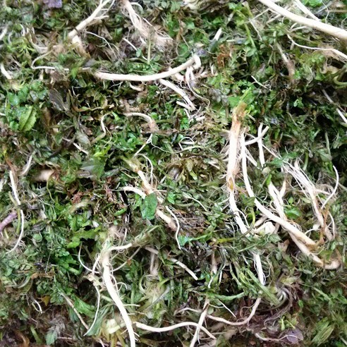 봄 향기 가득한 청양골 냉이 장아찌, 밥상에 활력을 더하다