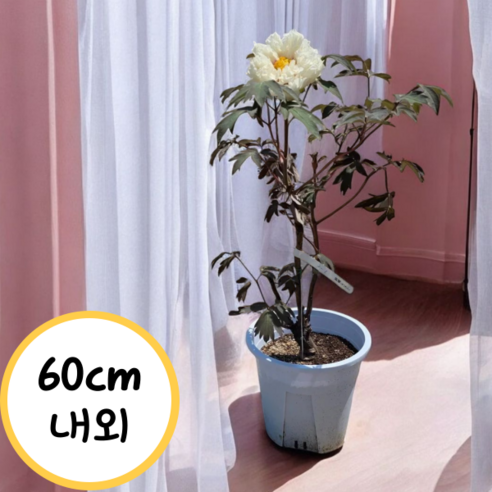 삭막한 베란다, 생기 넘치는 나만의 정원으로! 목단/모란 묘목으로 만드는 꿈의 정원 목단나무