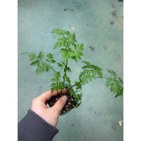 향긋한 봄의 전령사, 전호나물 모종으로 식탁에 생기를 더하세요 전호나물