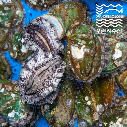 신선함이 보장되는 최상의 품질의 해남 완도 활전복