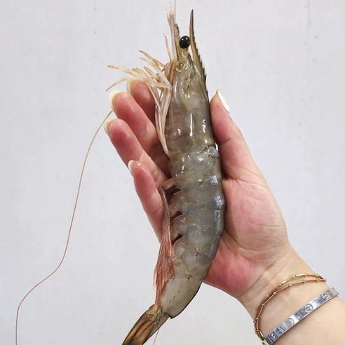 살아있는 바다의 맛, 안면도 자연산 대하로 풍성한 가을을!