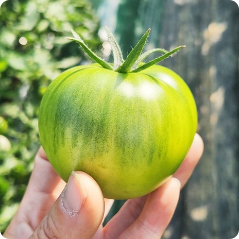 정품 대저 토마토 짭짤이 2.5kg, 2.5kg(M), 1개