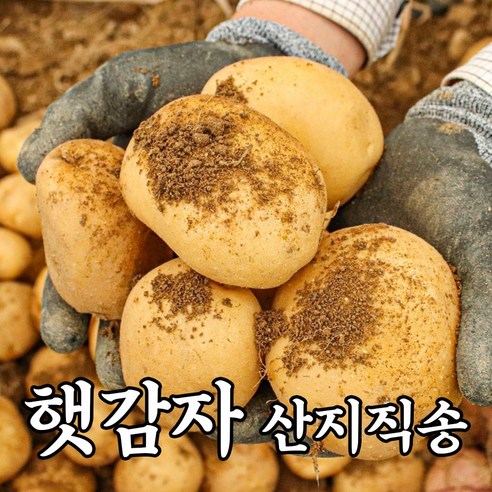 강원도 양구 햇감자 포슬포슬 두백 감자 5kg 10kg 펀치볼 고랭지, 1개, 왕특 10kg 감자두백