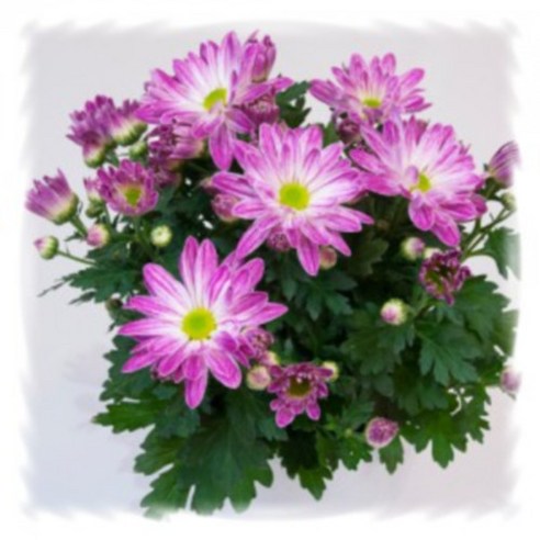 [어린모종]국화(포트멈중륜) : 8cm분, 마운트 아비스크 살몬, 1개