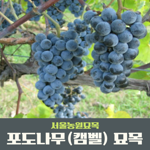 서울농원에서 판매하는 캠벨 거봉 MBA포트묘와 샤인머스켓 접목묘, 캠벨 삽목1년 포트묘 1개입니다. 서울농원에서 판매하는 캠벨 거봉 MBA포트묘와 샤인머스켓 접목묘, 캠벨 삽목1년 포트묘 1개입니다.