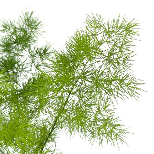 싱그러운 초록빛으로 삶에 활력을 더하세요!