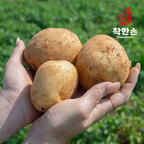 [착한손] 포슬포슬 햇 감자 수미감자, 감자 2.5kg 중 (찜용), 1개