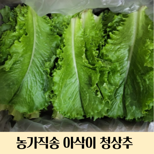 농가직송 국내산 당일수확 아삭이 청상추1kg 2kg 4kg 청상추 아삭이청상추 상추 국내산청상추, 1kg(청상추), 1개, 1kg