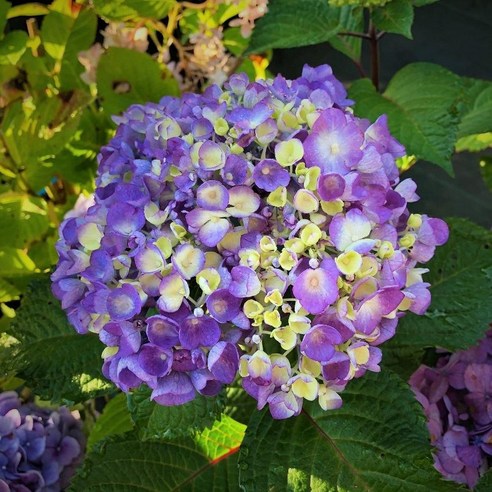 정원에 연속적인 아름다움을 더하는 엔들레스썸머 수국