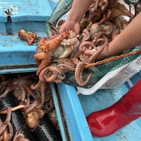 통영에서 직송된 신선한 당일조업 자연산 생물 돌문어