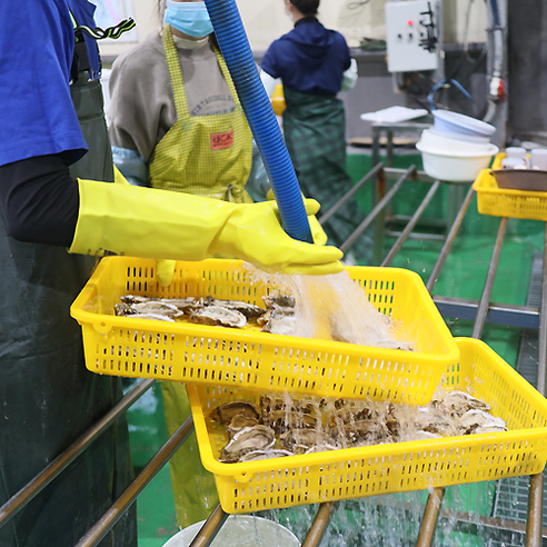 최고의 식감을 선사하는 최상급 통영 생굴