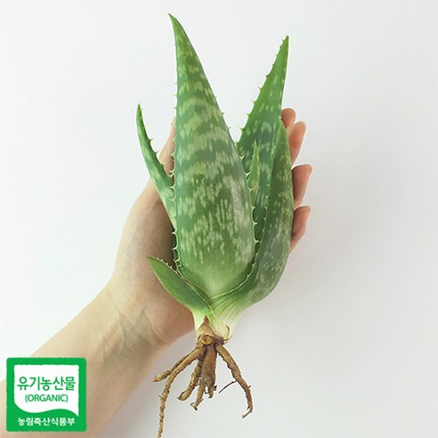 공기를 정화하고 장식적인 매력을 지닌 반려식물: 알로에 사포나리아